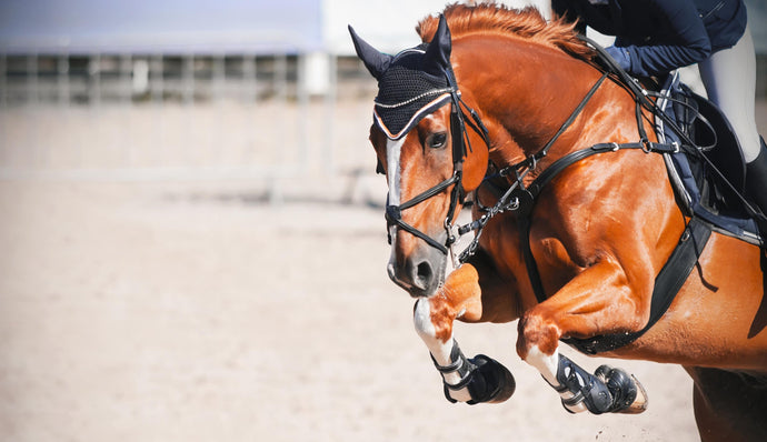 Getting Ready for Show Season, Presented by Kentucky Performance Products