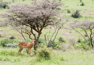 25 Exciting Things To Do in Nairobi