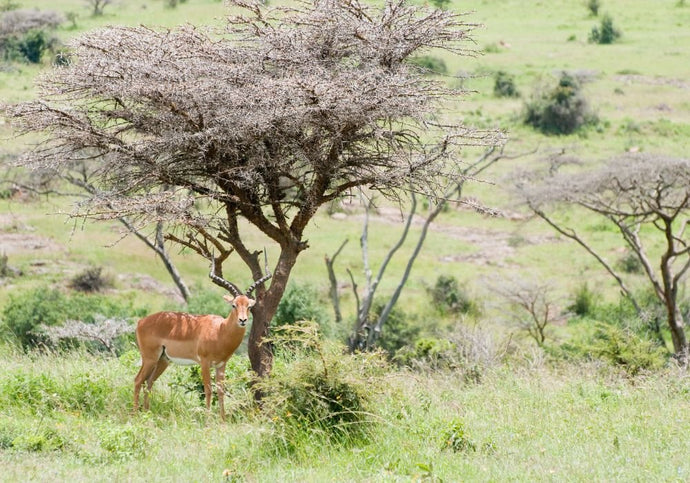 25 Exciting Things To Do in Nairobi