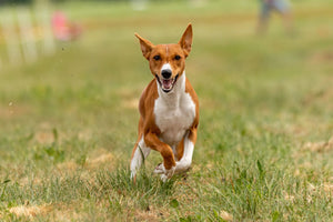 Best Hot Weather Dogs: Why These 9 Breeds Love the Sun