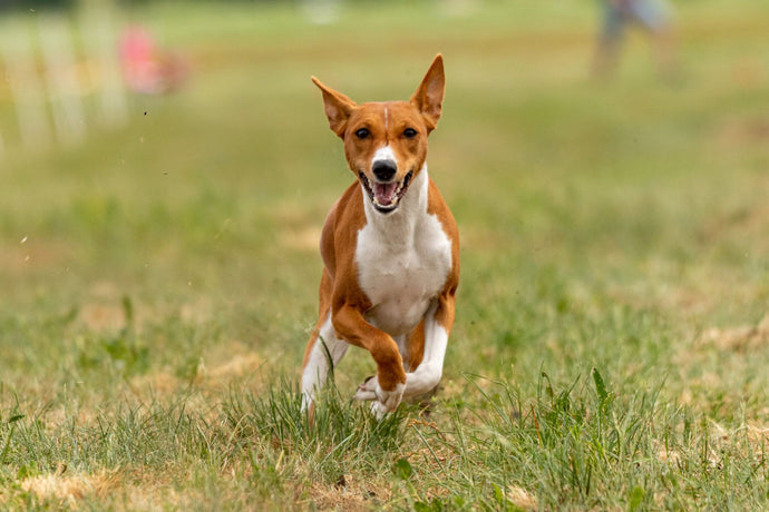 Best Hot Weather Dogs: Why These 9 Breeds Love the Sun