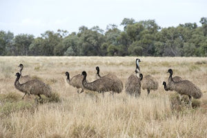 They’re on our coat of arms but extinct in Tasmania. Rewilding with emus will be good for the island state’s ecosystems