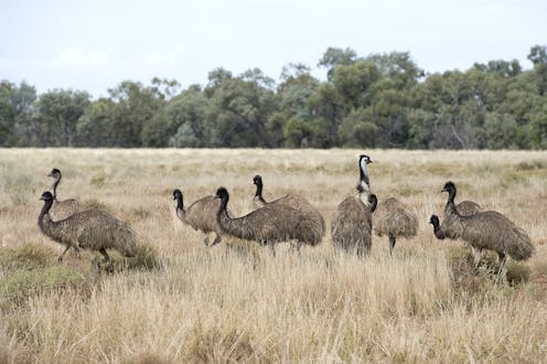 They’re on our coat of arms but extinct in Tasmania. Rewilding with emus will be good for the island state’s ecosystems