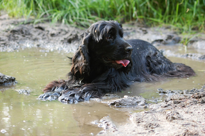 Helping your dog Handle the Heat