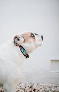 The post New Products for Your Dog by Melissa L
