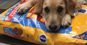 Pedigree Puppy Food 3.5lb Bag Only $2.52 Shipped on Amazon