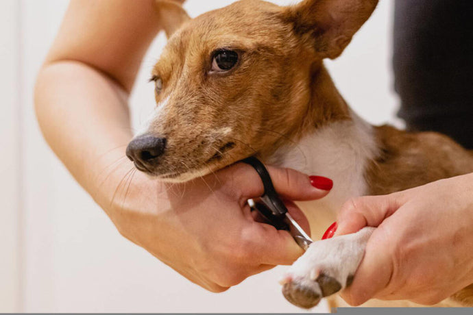 All About Pets: Grooming doesn’t just benefit your animals