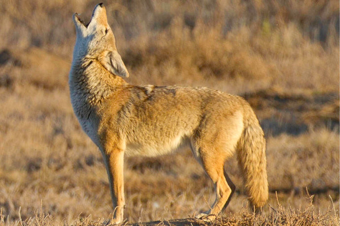 Second coyote attack in two weeks reported in B.C. community