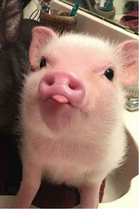 Pigs Can Be Very Sociable And Loving Too And These 187 Photos Prove It