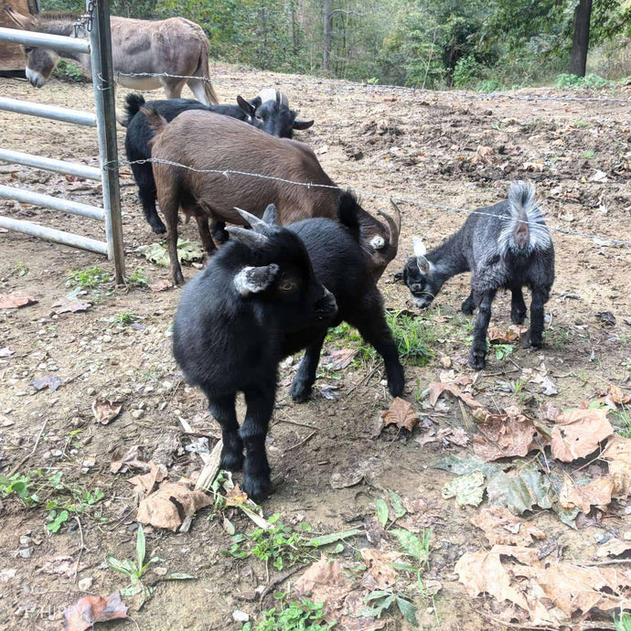 Can Goats Eat Pumpkin? Is It Safe?