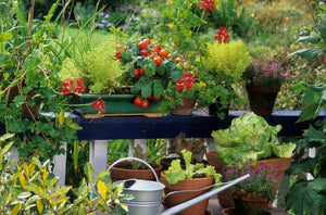 Tips for growing healthy container plants in the garden, patio or deck