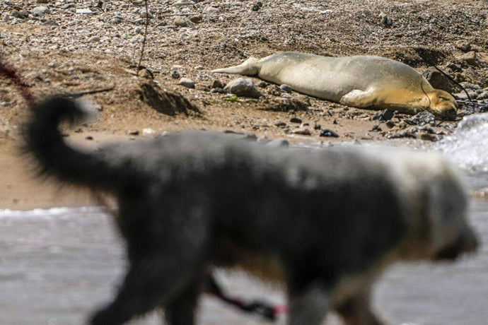 A rare, endangered seal named Yulia basking on beach in Israel drawing eyes