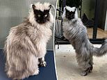 Enormous moggy becomes online celebrity with over 125K followers