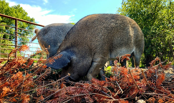 Home on the Range #033: Mangalitsa Pigs – Trash Disposal Bacon Factory