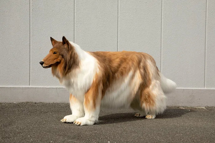 Japanese Man Shells Out Nearly $16,000 To Look Just Like A Collie