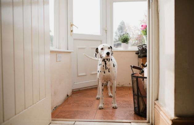 Oh Good – Here’s What Your Dog’s Paws Are Carrying Into Your House