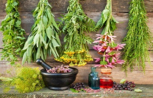 The Top Medicinal Herbs for the Garden: How to Grow & Use Healing Plants