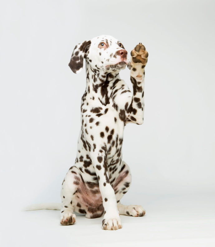 The Dalmatian