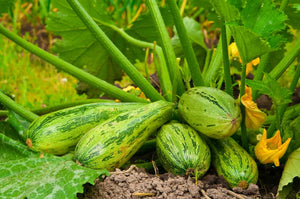 My Zucchini Fruits are Falling Off! Why is this Happening?