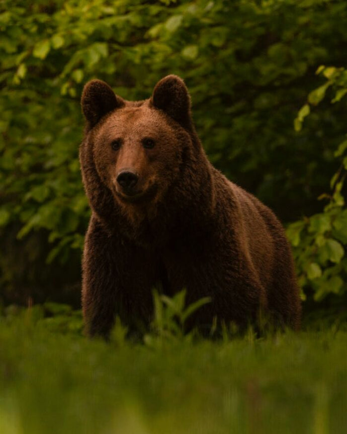 62 Outdoorsmen Share The Most Terrifying Encounters They’ve Had In The Woods