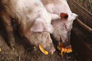 Can Pigs Eat Pumpkin? Is it Safe?