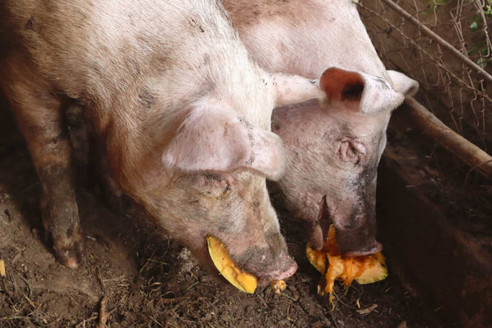 Can Pigs Eat Pumpkin? Is it Safe?